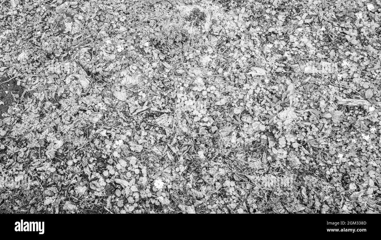 Sprossen aus verschiedenen grünen Gräsern, gefallenen Baumblättern, Knospen und Ästen, Textur des Frühlingswaldbodens Stockfoto