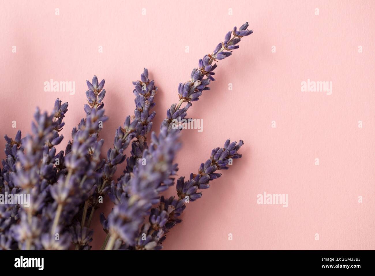 Schöne getrocknete Lavendelblüten auf einem pastellrosa Hintergrund Stockfoto