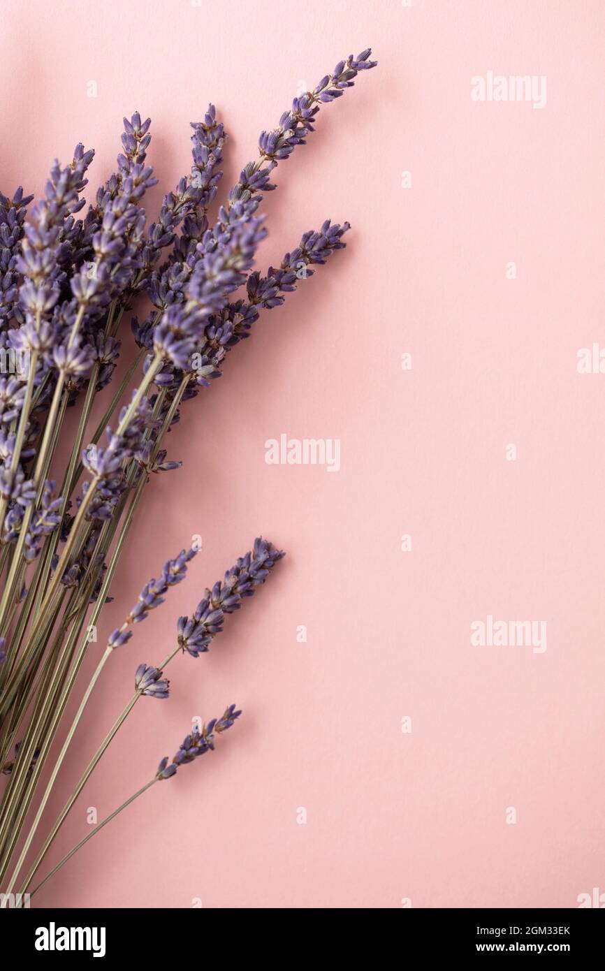 Schöne getrocknete Lavendelblüten auf einem pastellrosa Hintergrund Stockfoto