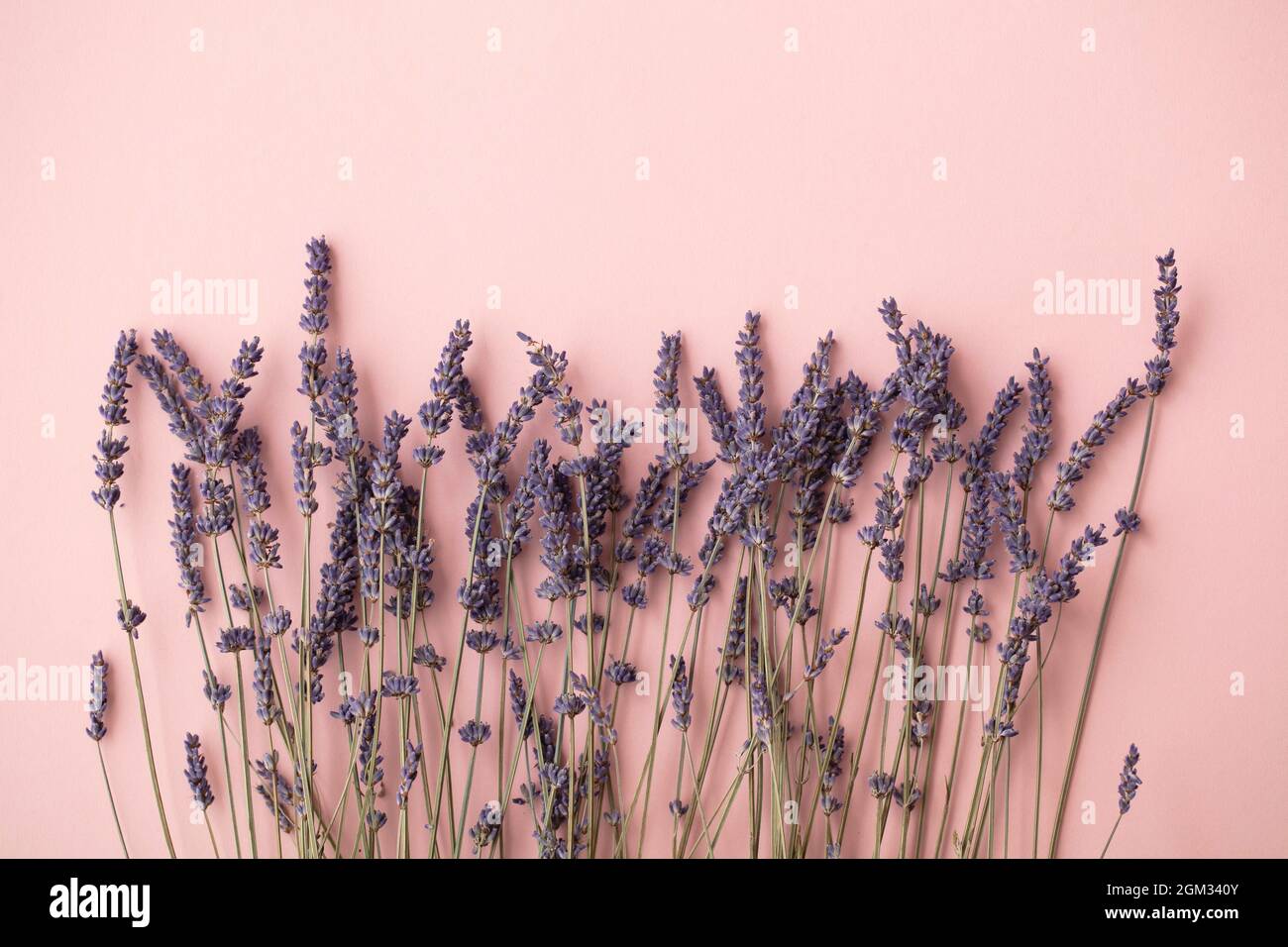 Schöne getrocknete Lavendelblüten auf einem pastellrosa Hintergrund Stockfoto