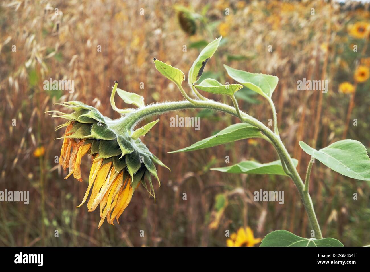 Hängende Sonnenblume am Ende des Sommers Stockfoto