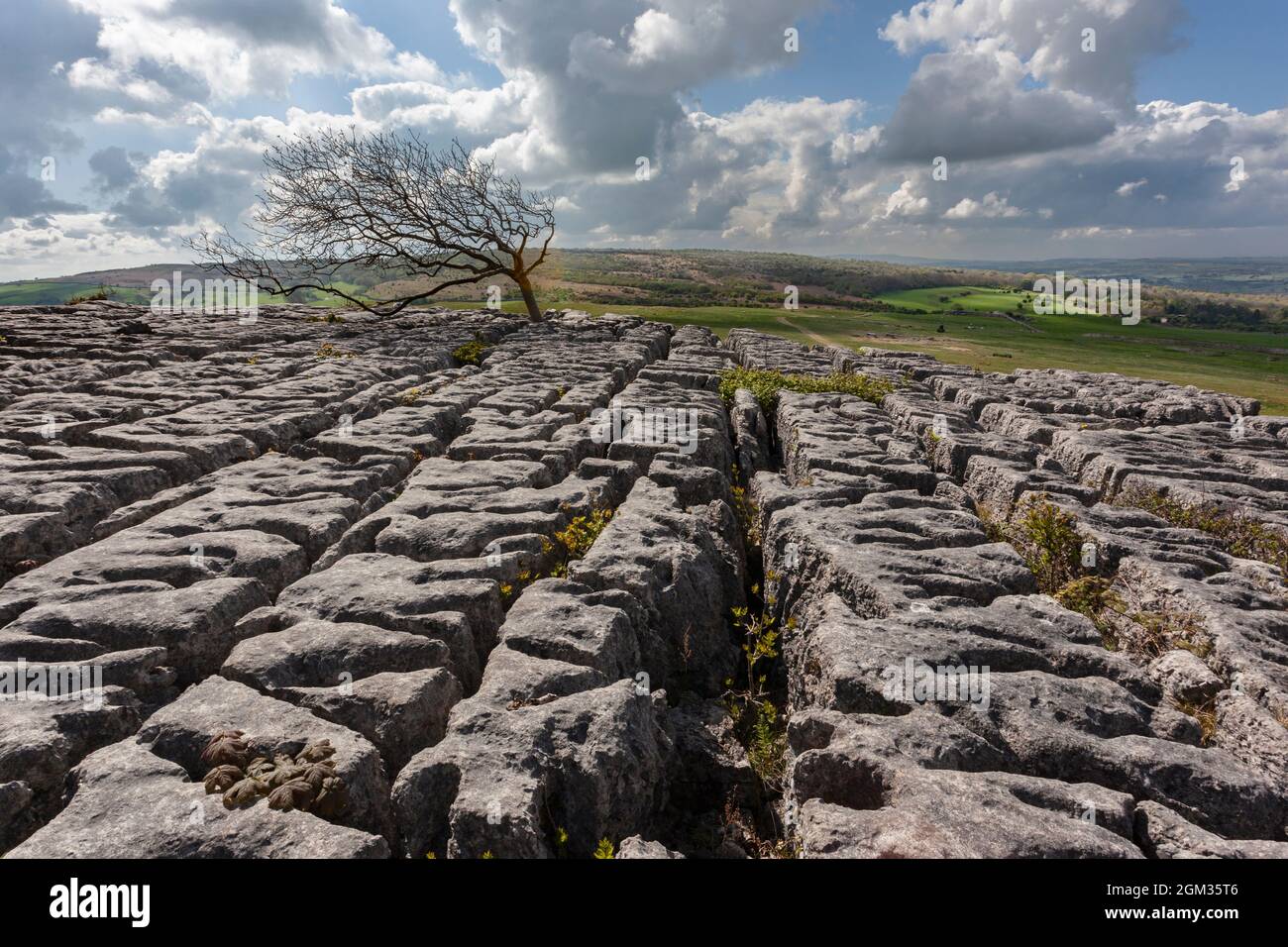 Kalkstein Bürgersteige, Newbiggin Klippen, Cumbria, UK Stockfoto