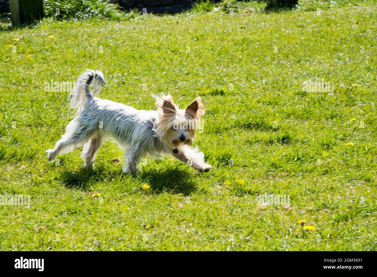 Yorkshire Terrier Hund läuft auf einem Feld Stockfoto