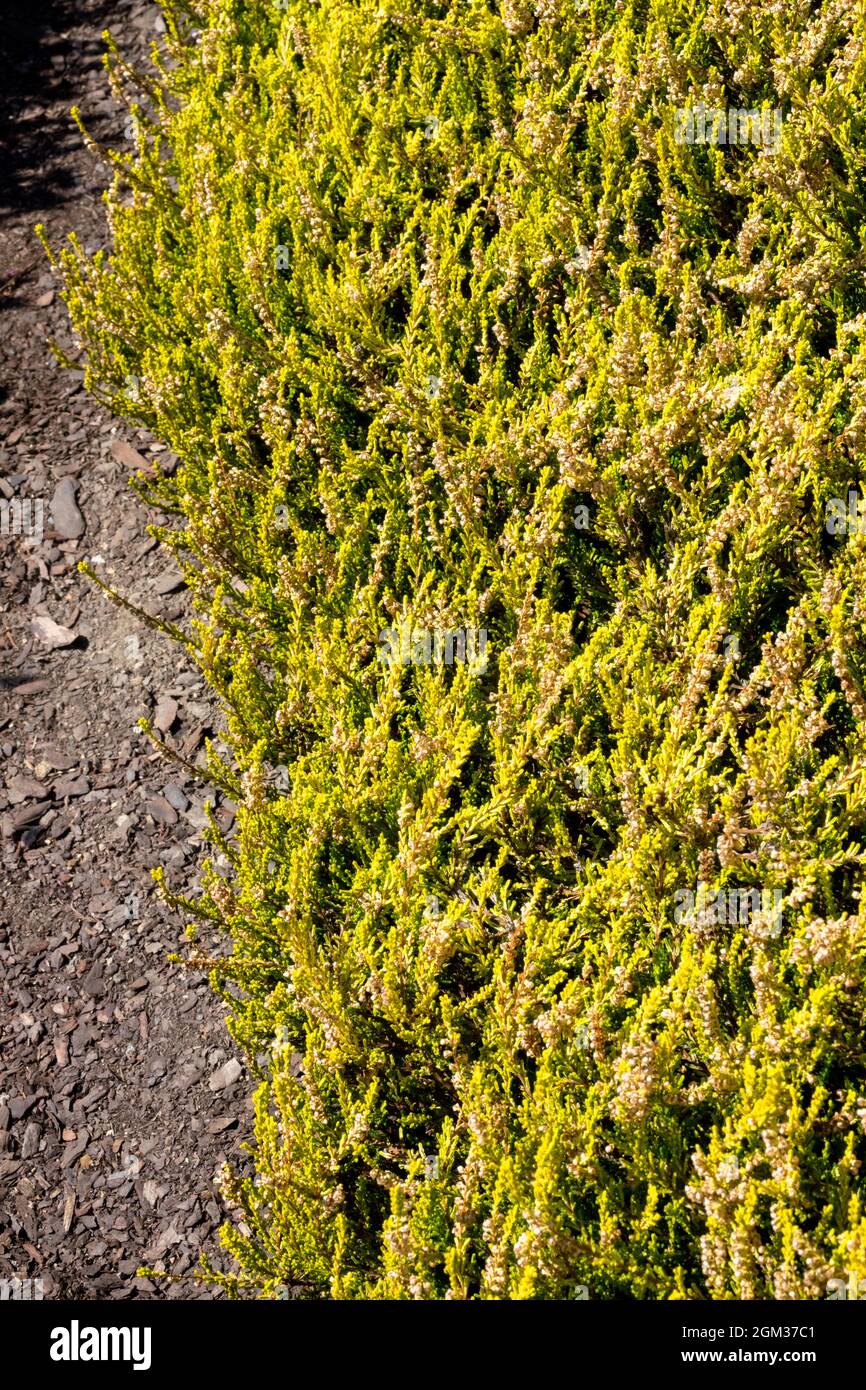 Garten Heide Calluna 'Gold Haze' Calluna vulgaris Herbstblumen Stockfoto