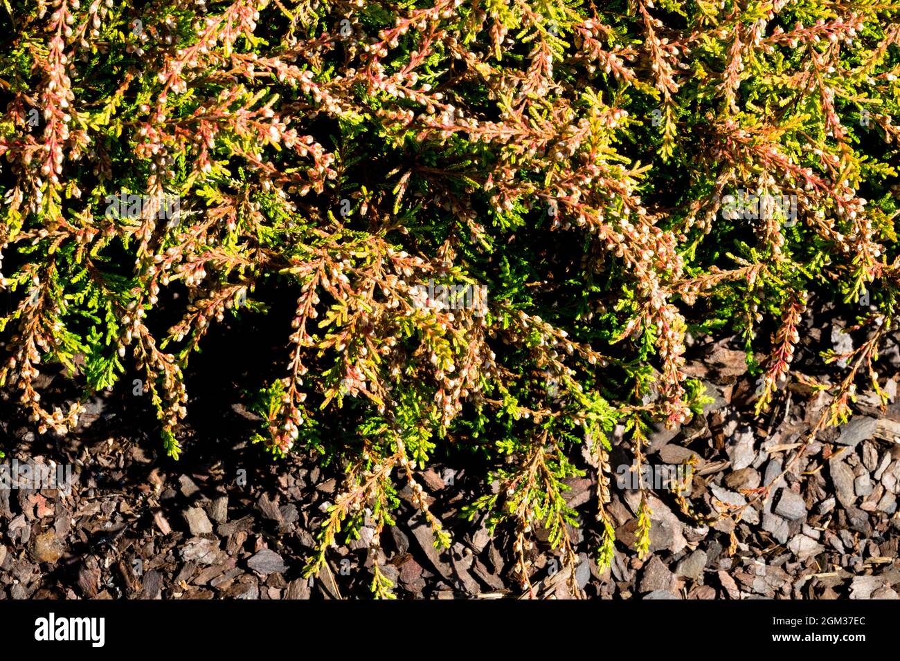 Niedrige Heidekraut Calluna vulgaris 'Amla' Stockfoto