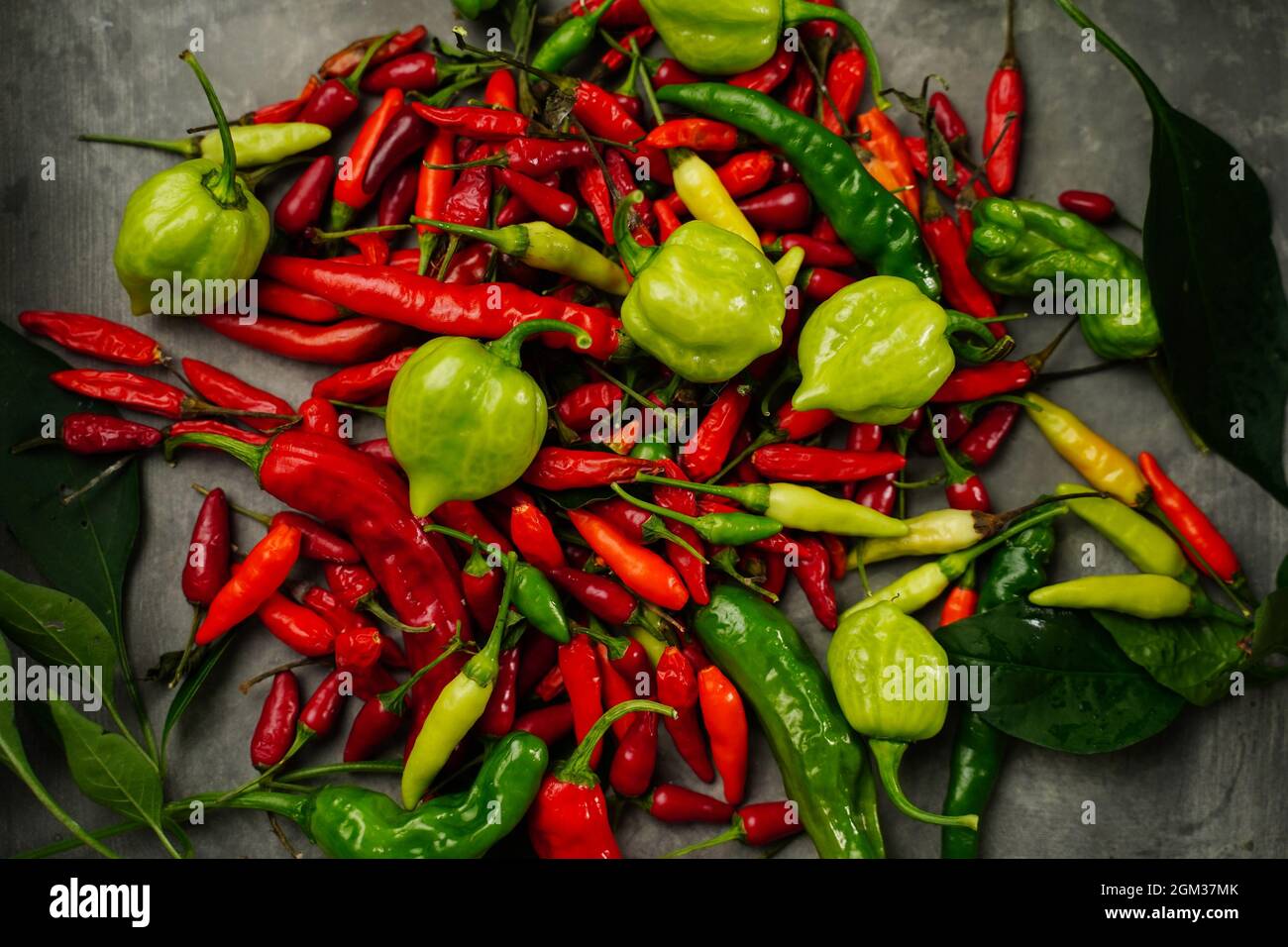 Verschiedene Arten von selbst angebauten Chilis oder Chilischoten Hintergrund, selektiver Fokus Stockfoto