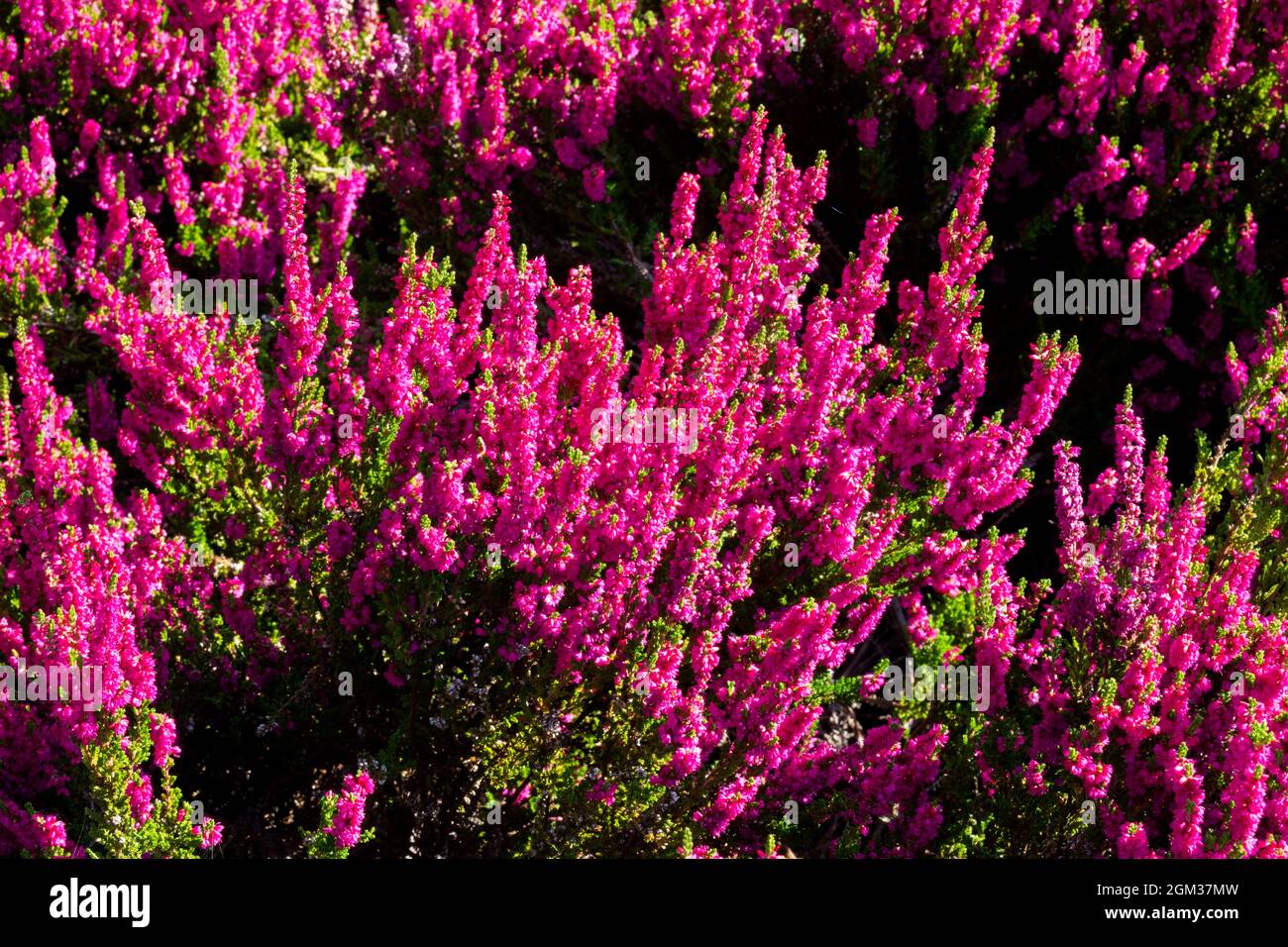 Calluna vulgaris, „Dark Beauty“, rot, mit Heidekraut Stockfoto