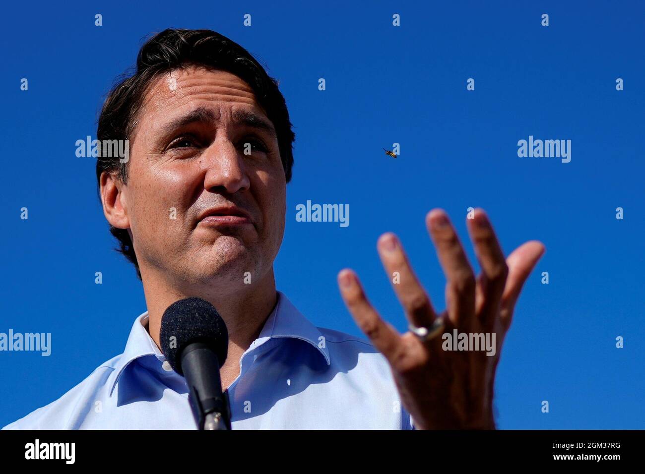 Eine Biene fliegt während eines Wahlkampfstopps in Montreal, Quebec, Kanada, am 16. September 2021 in der Nähe des liberalen Premierministers Justin Trudeau. REUTERS/Carlos Osorio Stockfoto