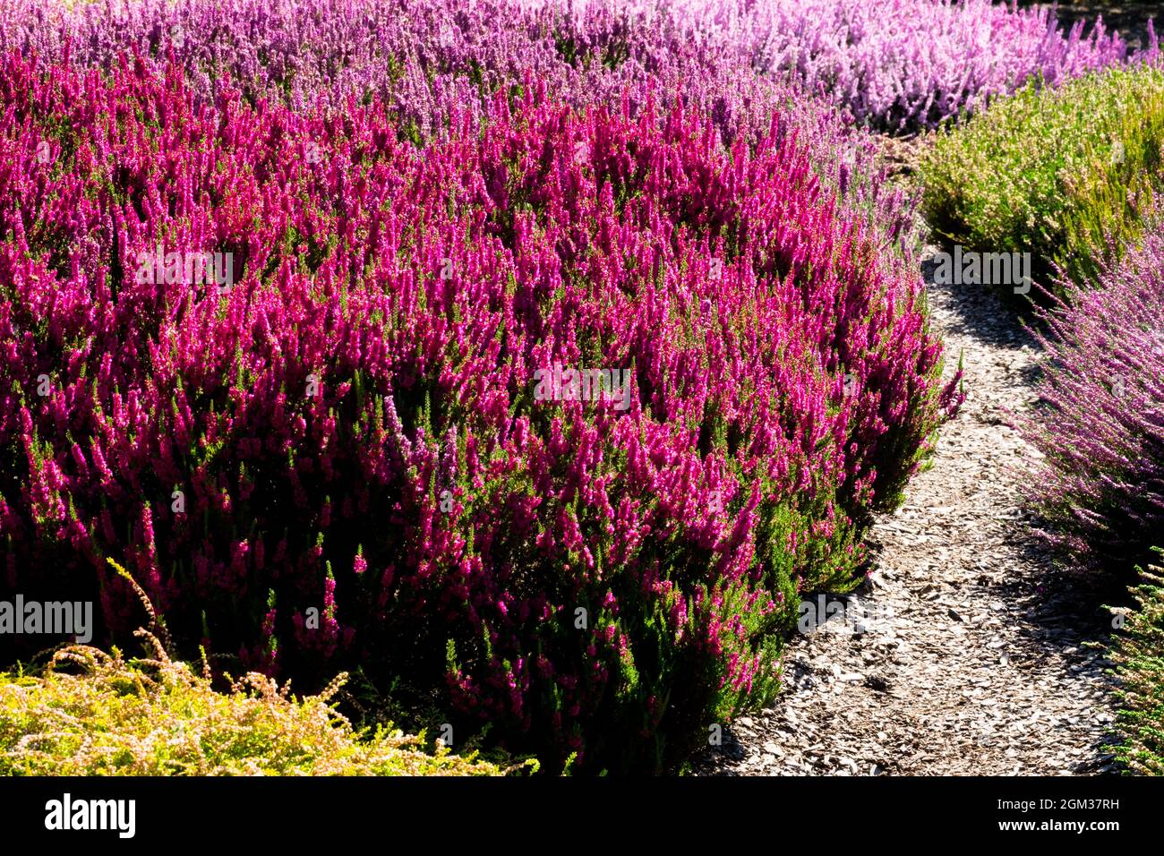 Rote Heide Calluna vulgaris 'Dark Beauty' und Gartenpfad durch blühende Heide Grenzen am frühen Herbst Stockfoto