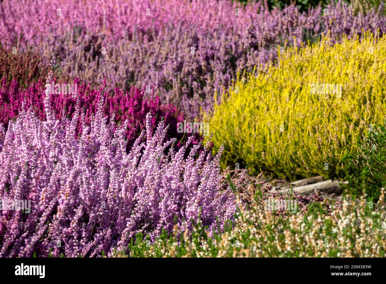 Herbstgarten Heidekraut Calluna vulgaris bunte gemischte Blumen Stockfoto