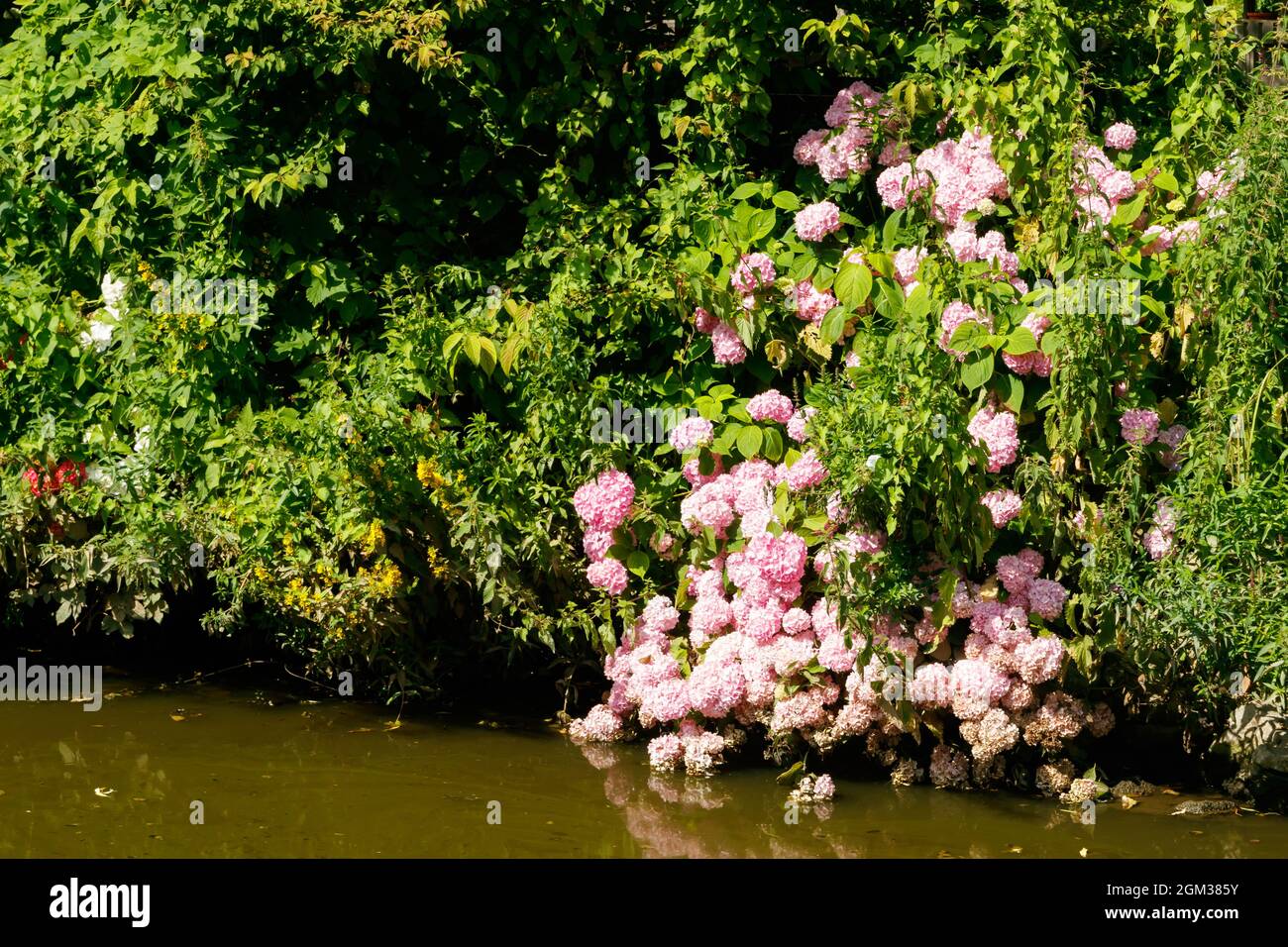 Blühende Hortensienbüsche mit schönen Blumen, wächst an einem Teichufer, mit Wasser im Hintergrund. Hortensia macrophila. Stockfoto