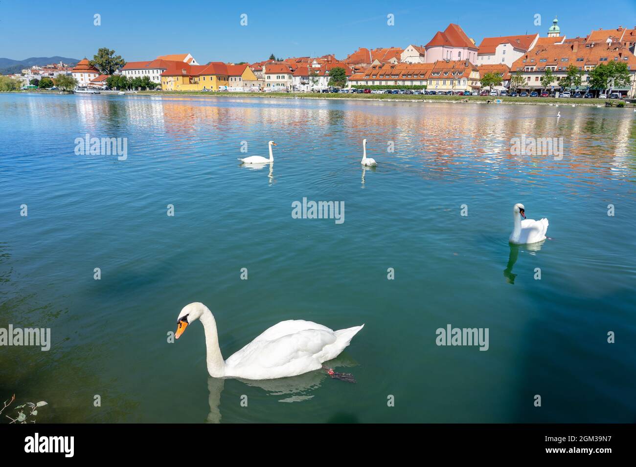 Schöne Spiegelung des Bezirks Fastenzeit in Maribor Slowenien mit Schwanen. Stockfoto