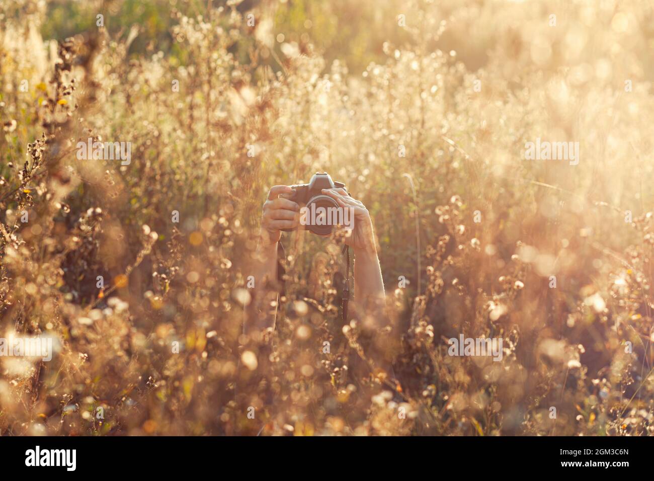 Frau versteckt in hohen Grasfeld hält Kamera in den Händen und macht Bilder, Sonnenschein goldene Stunde Stockfoto