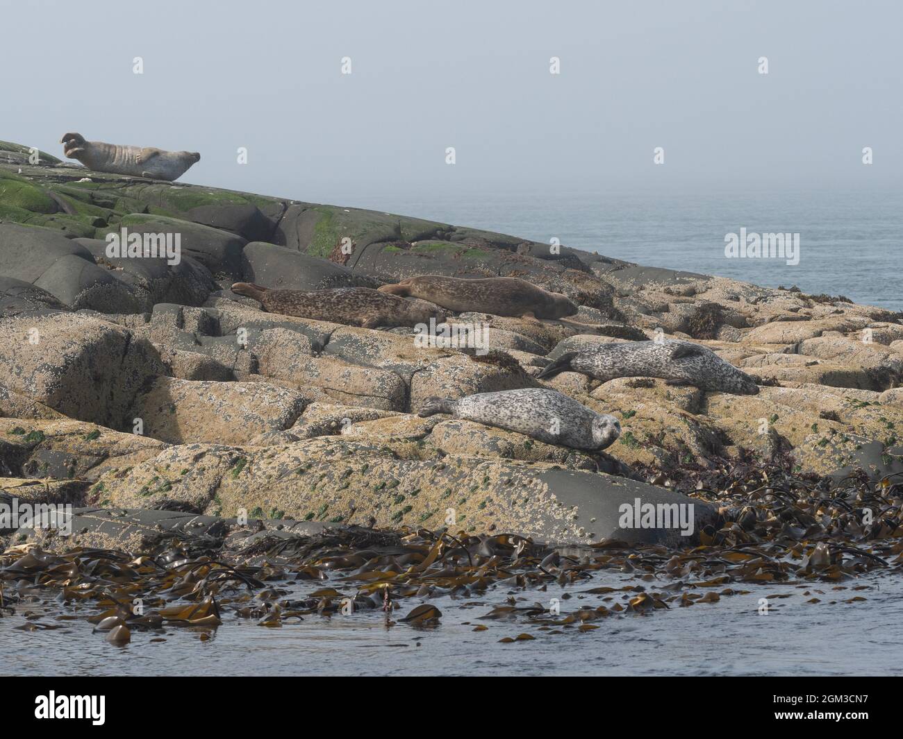 Gewöhnliche Robben wurden auf Felsen gezogen Stockfoto