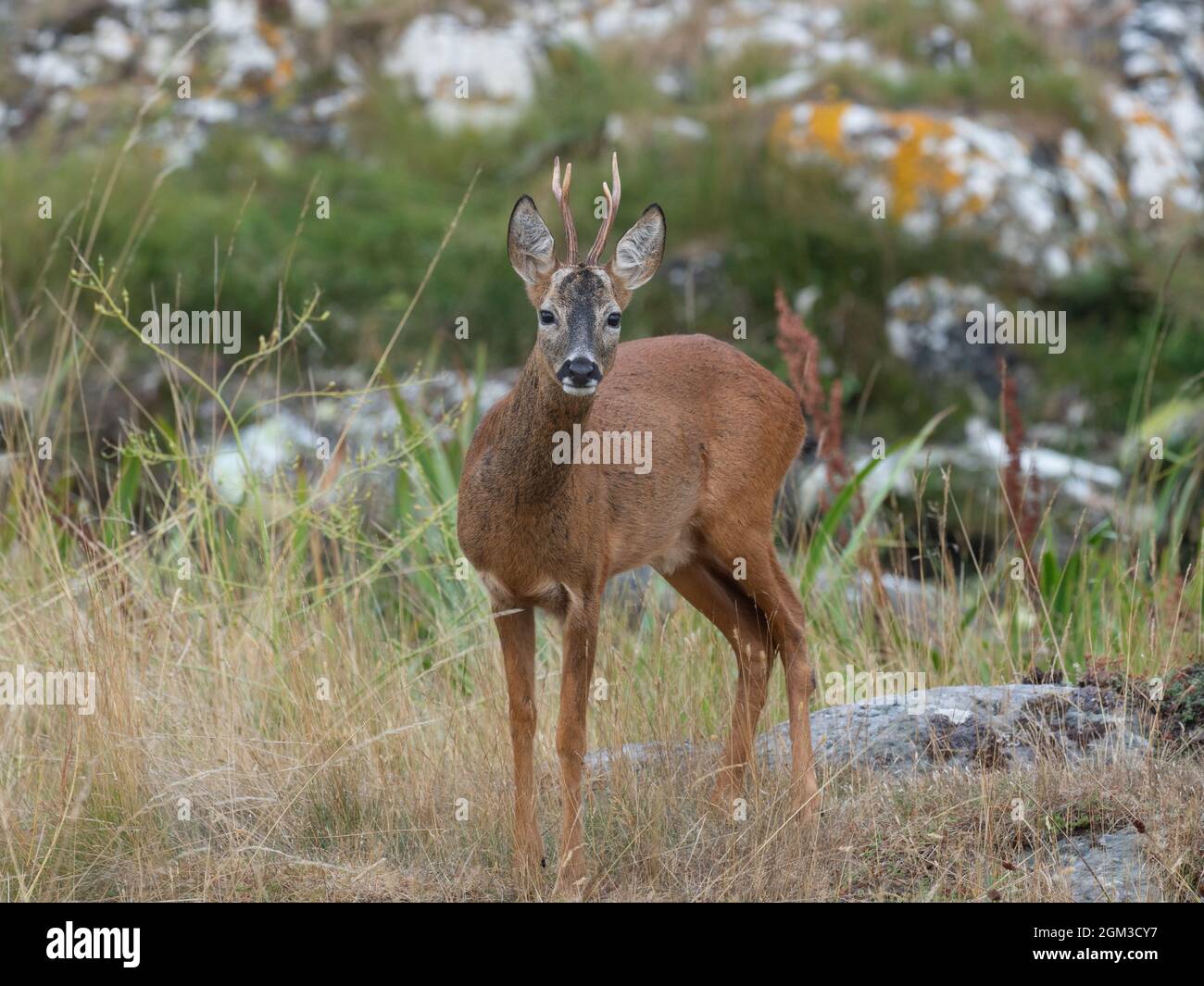 Alarm Hirsch starrt vor dem Flug Stockfoto