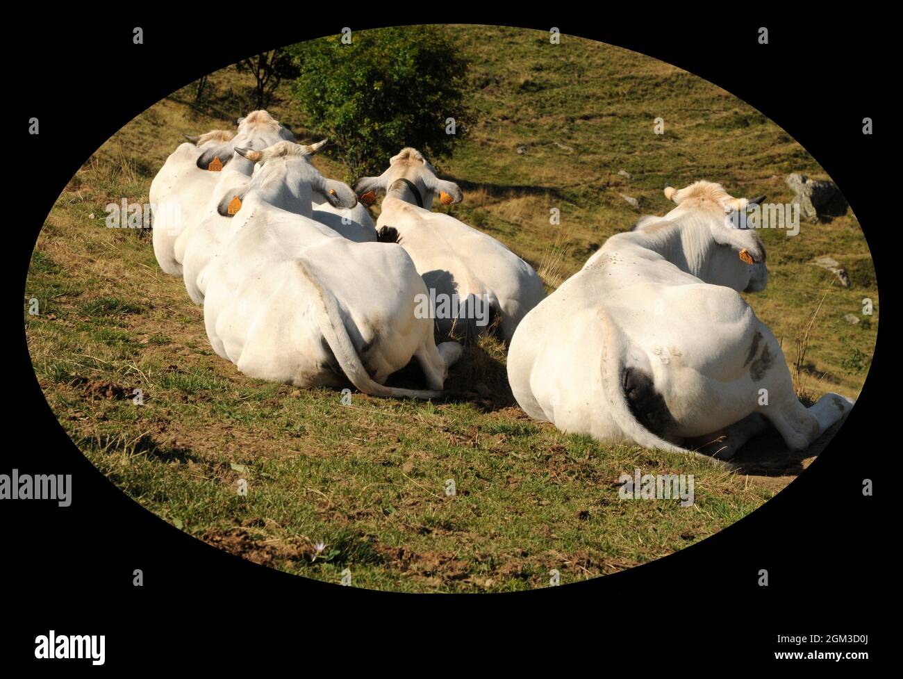 Mucche che si riposano dopo il pascolo e ruminano in valle Po, Piemonte, nei prati sopra Ostana Stockfoto