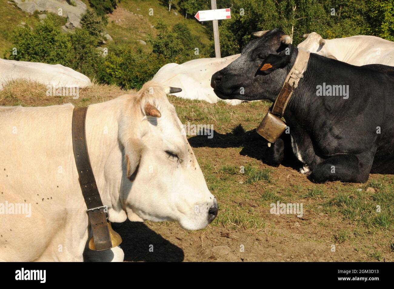 Mucche che si riposano dopo il pascolo e ruminano in valle Po, Piemonte, nei prati sopra Ostana Stockfoto