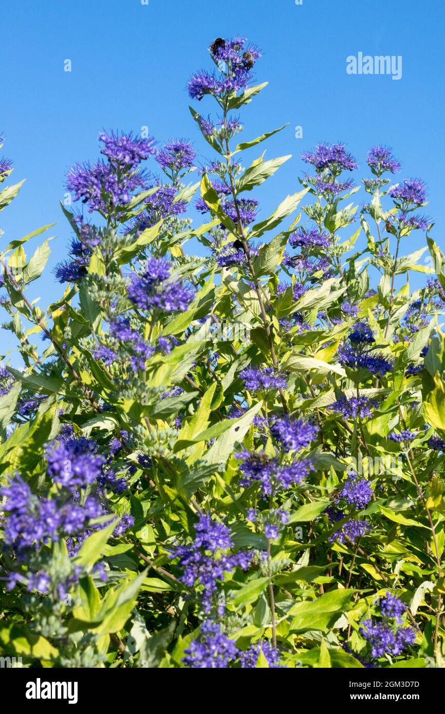 Blaue Blumen im Spätsommer September Pflanzen im Garten Caryopteris clandonensis 'Worcester Gold' Stockfoto