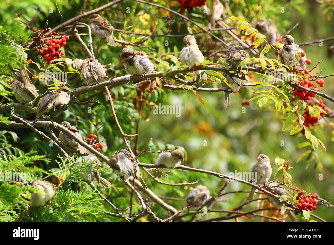 Schar von Hausperlingen (Passer domesticus), die in einem Baum mit roten Beeren wachsen. Stockfoto