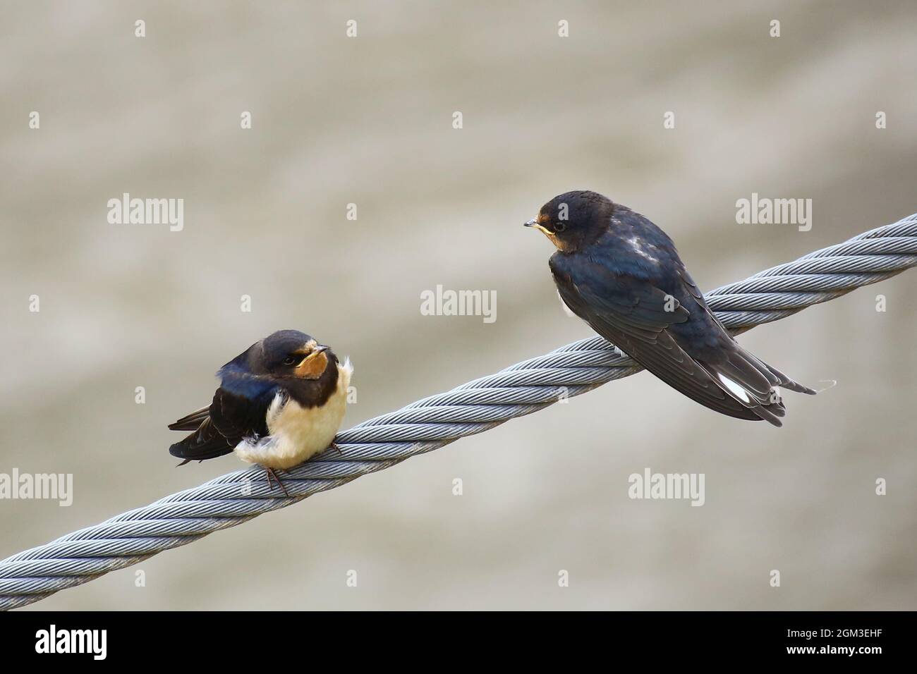 Zwei Scheunenschwalben (Hirundo rustica), jung und alt. Stockfoto