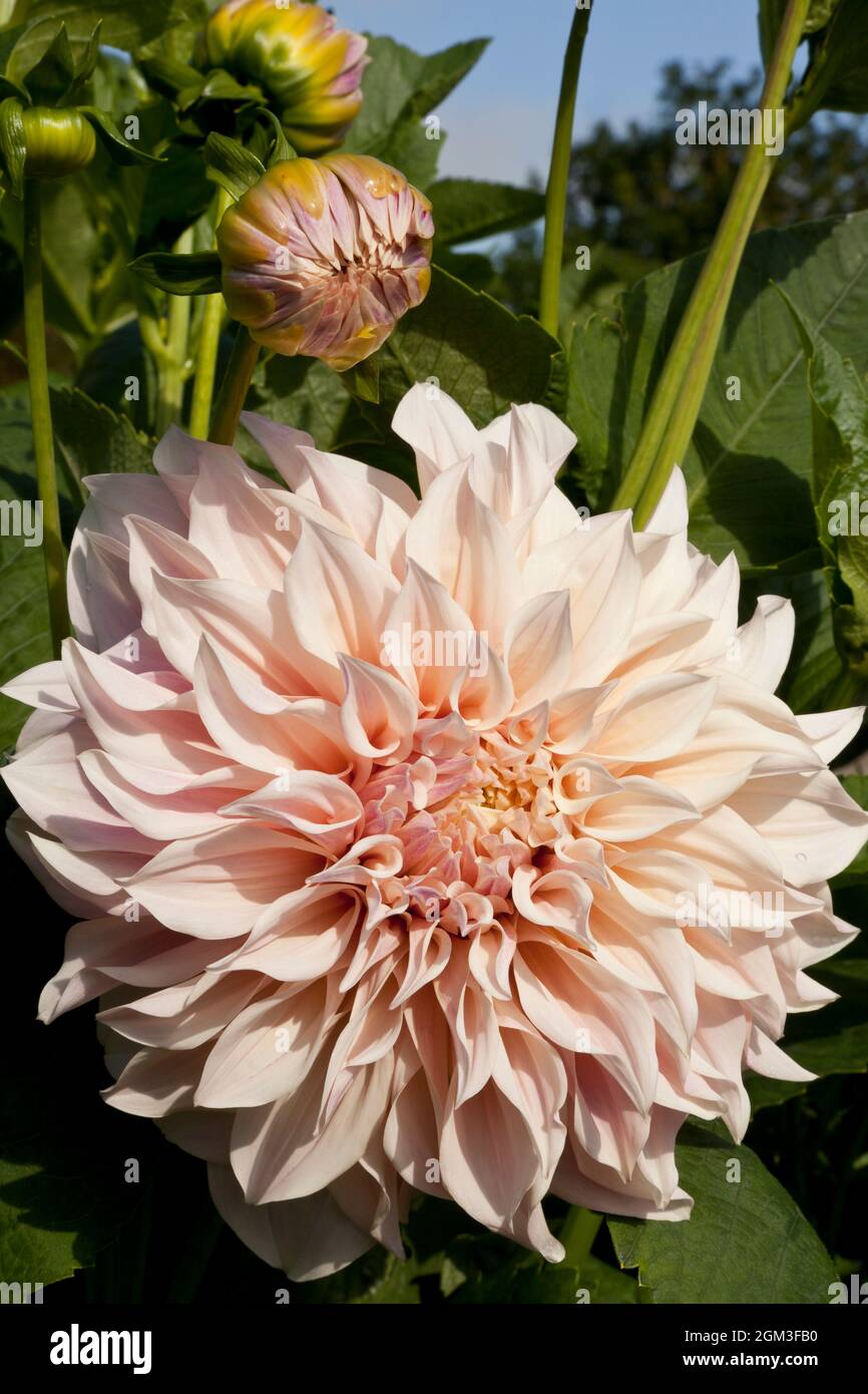 Pastellfarbene große Dahlia-Blume Stockfoto