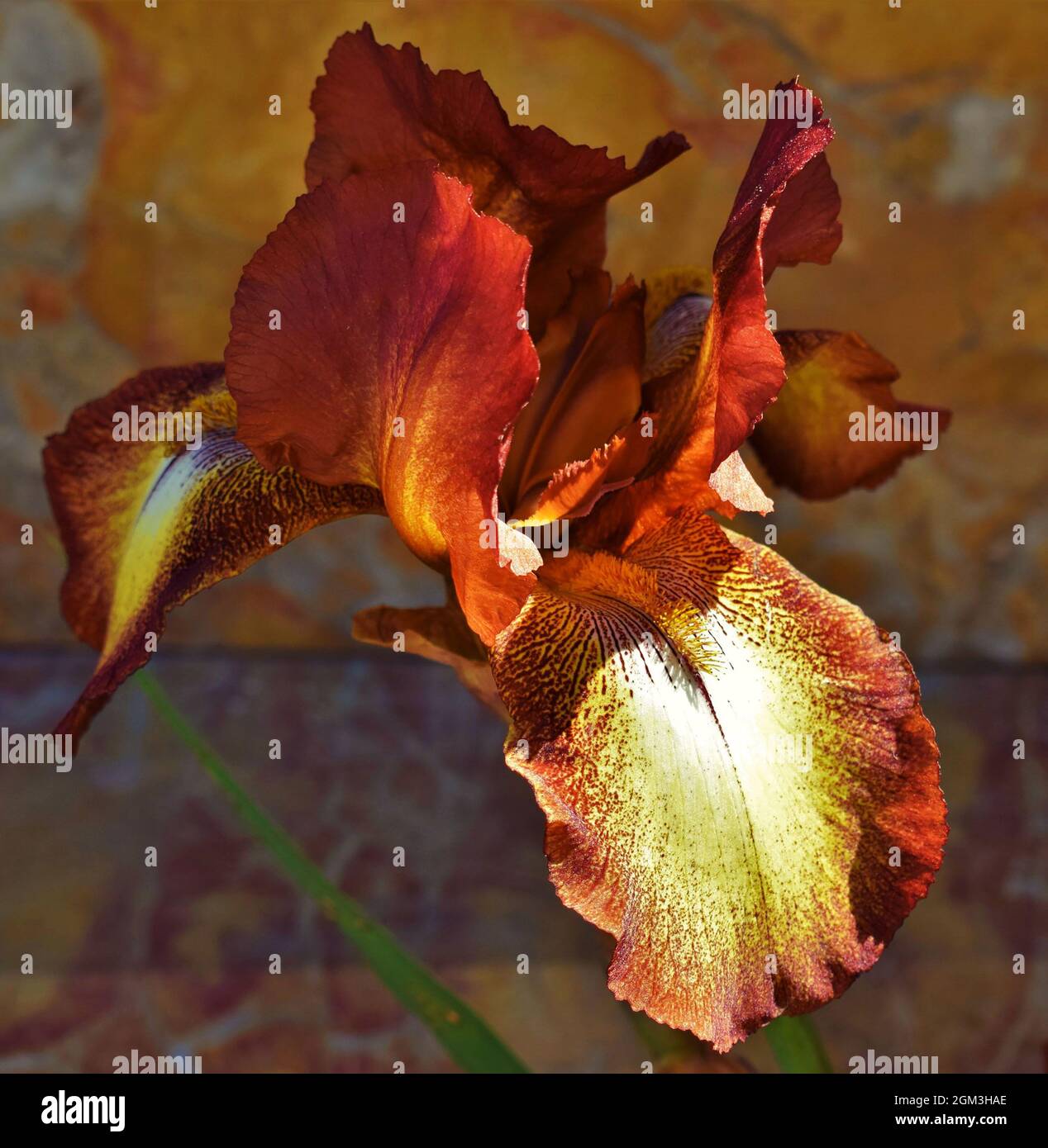 Iridaceae 'Cayenne Pepper' - Große Bartlilie. Stockfoto