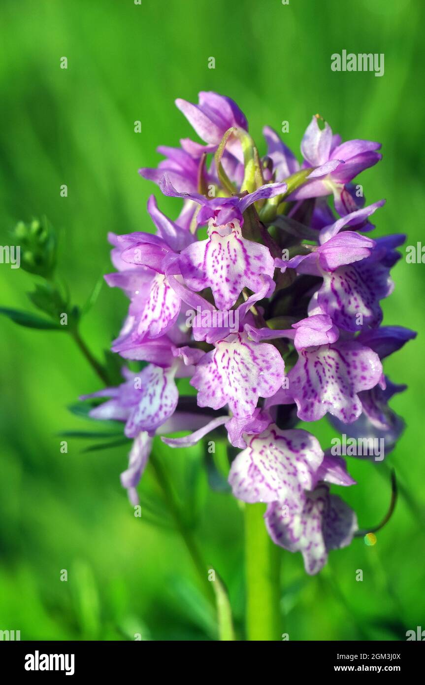 Gemeine gefleckte Orchidee, Fuchs’ Knabenkraut, Dactylorhiza fuchsii, erdei ujjaskosbor, Estland, Europa Stockfoto