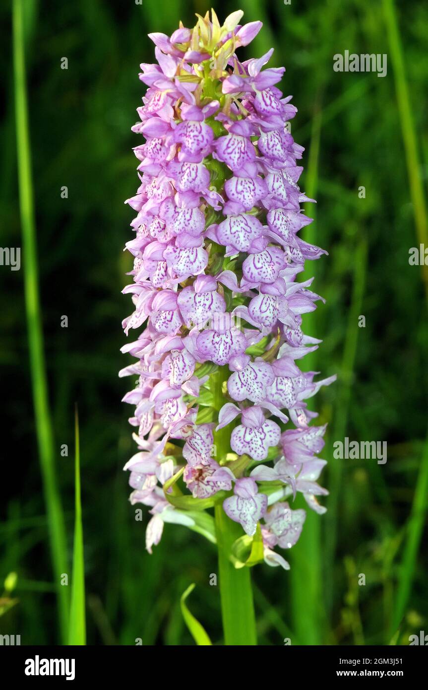 Gemeine gefleckte Orchidee, Fuchs’ Knabenkraut, Dactylorhiza fuchsii, erdei ujjaskosbor, Estland, Europa Stockfoto