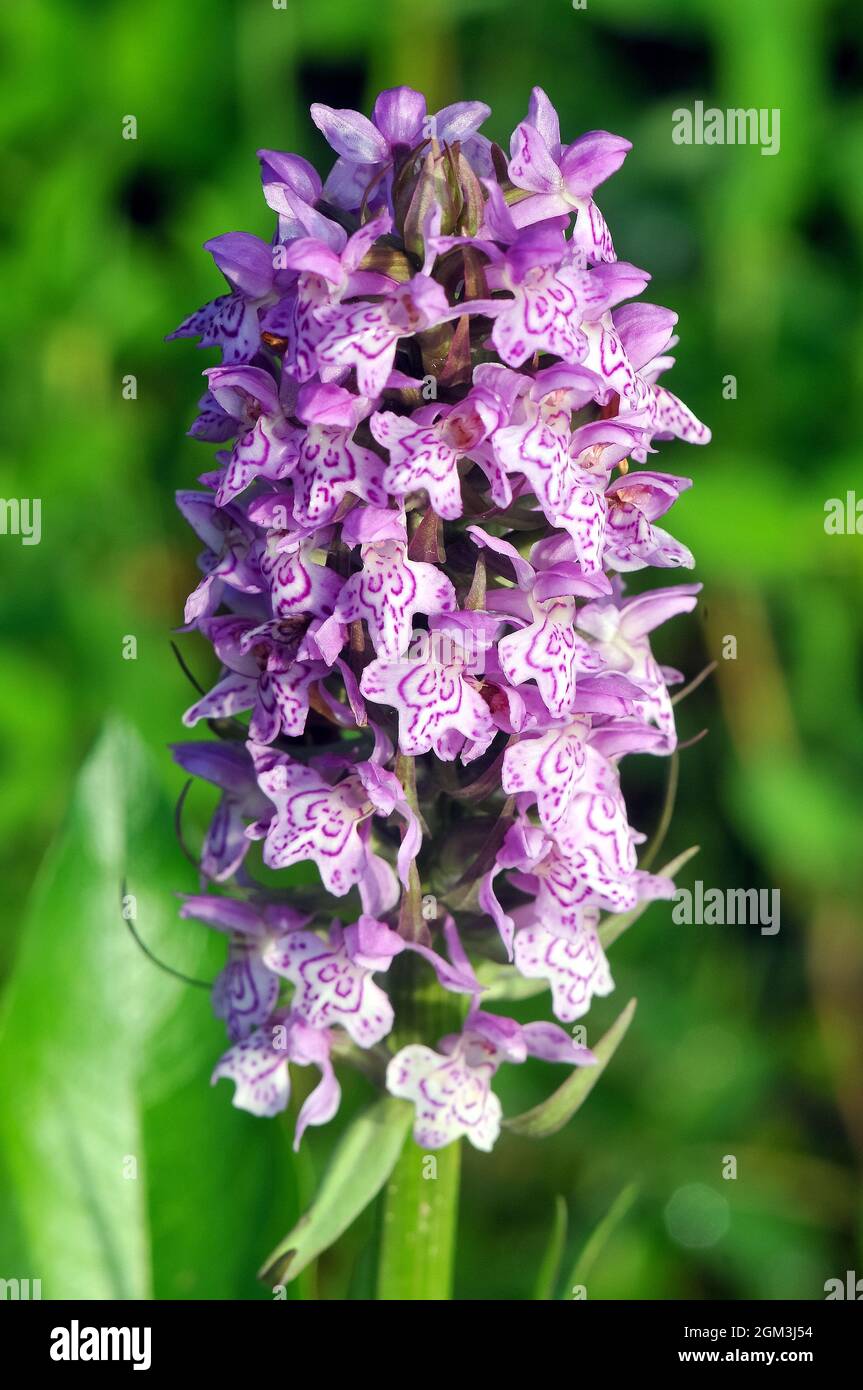 Gemeine gefleckte Orchidee, Fuchs’ Knabenkraut, Dactylorhiza fuchsii, erdei ujjaskosbor, Estland, Europa Stockfoto