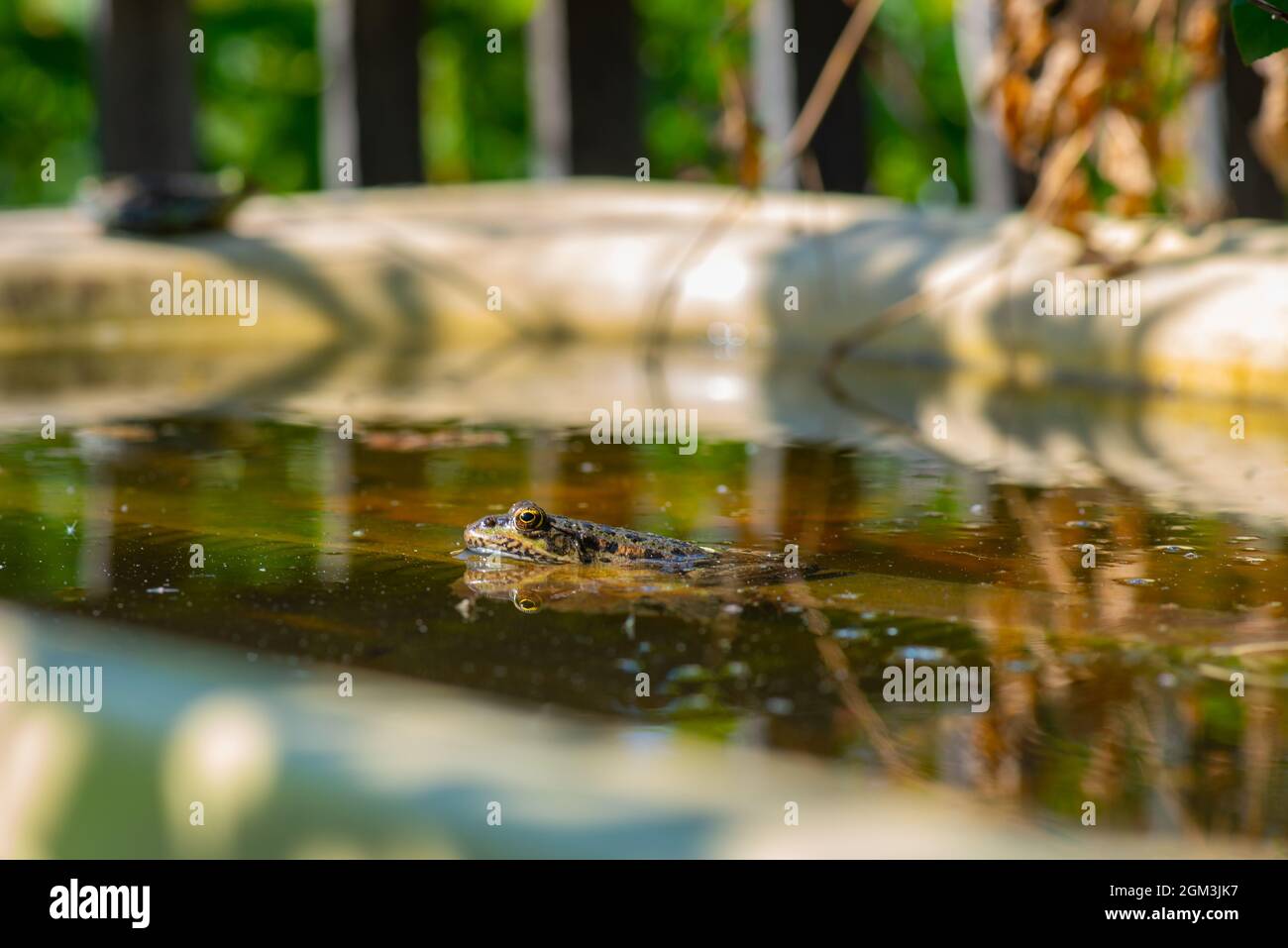 Es gibt einen großen Frosch im Wasser Stockfoto