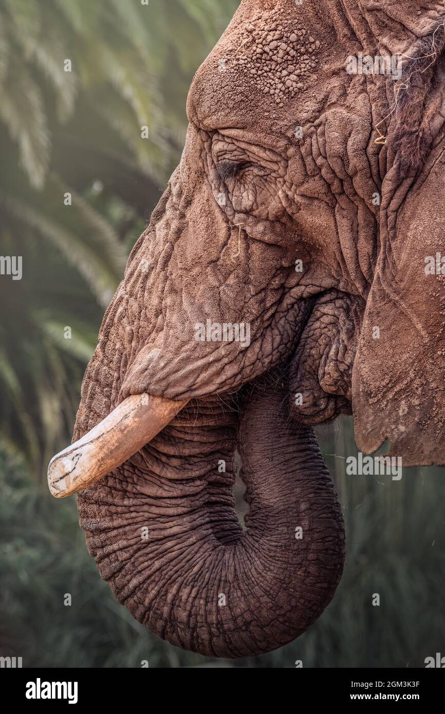 Vertikale Nahaufnahme des Gesichts eines schönen faltigen Elefanten mit verschwommenen Blättern im Hintergrund Stockfoto