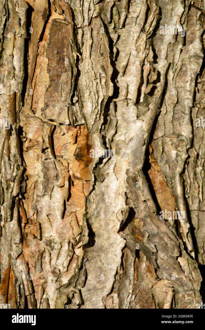Baum Rinde Textur Acer triflorum rauh bellte Ahorn Stockfoto