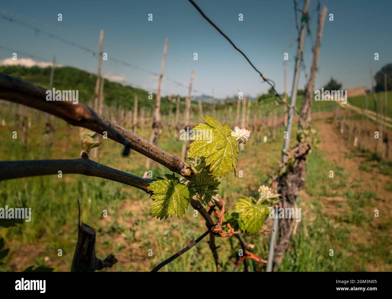 Die Traubenblätter wachsen am Ende des Frühlings in einem Weinberg auf den Hügeln in der Nähe von Bologna, Emilia und Romagna, Italien. Stockfoto