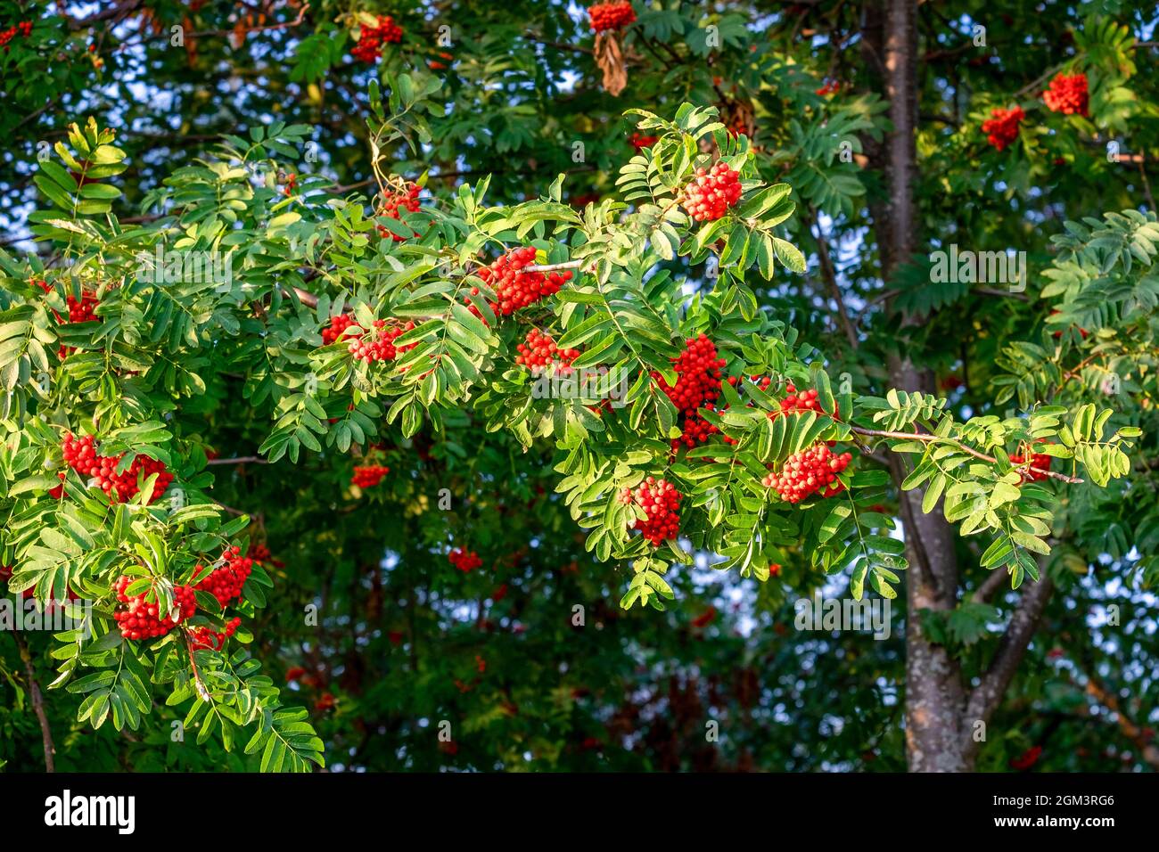 Nahaufnahme von schönen Zweigen mit Trauben von fruchtierender, rot-fruchtierter Bergasche. Frühherbst, indischer Sommer. Selektiver Fokus. Stockfoto