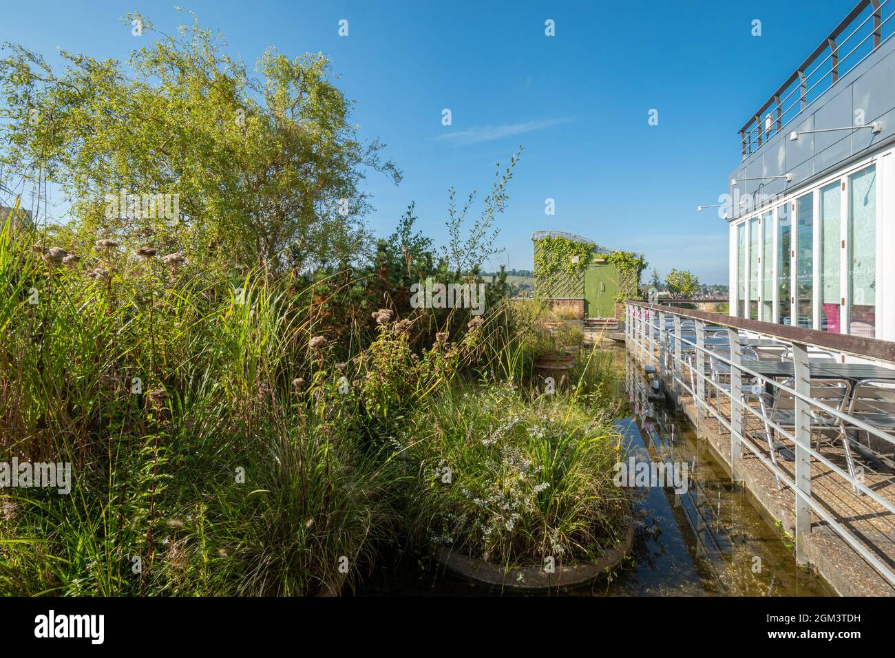 Jellicoe Roof Garden im Geschäft House of Fraser in Guildford, Surrey, England, Großbritannien Stockfoto