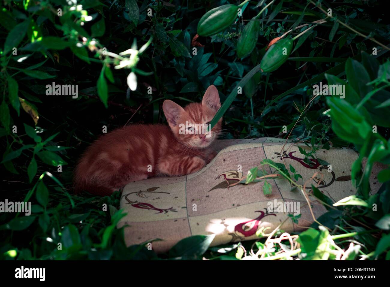 Ein kleines Kätzchen in einem grünen Garten Stockfoto