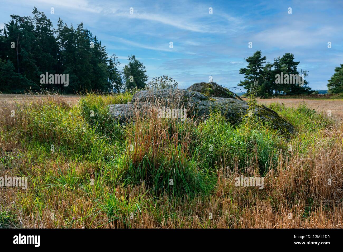 Felsbrocken im Gras, Feld und Wald am Horizont am Sommertag, Südböhmen, Tschechische republik. Typische Landschaft in der Region „Tschechische Kanada“. Stockfoto