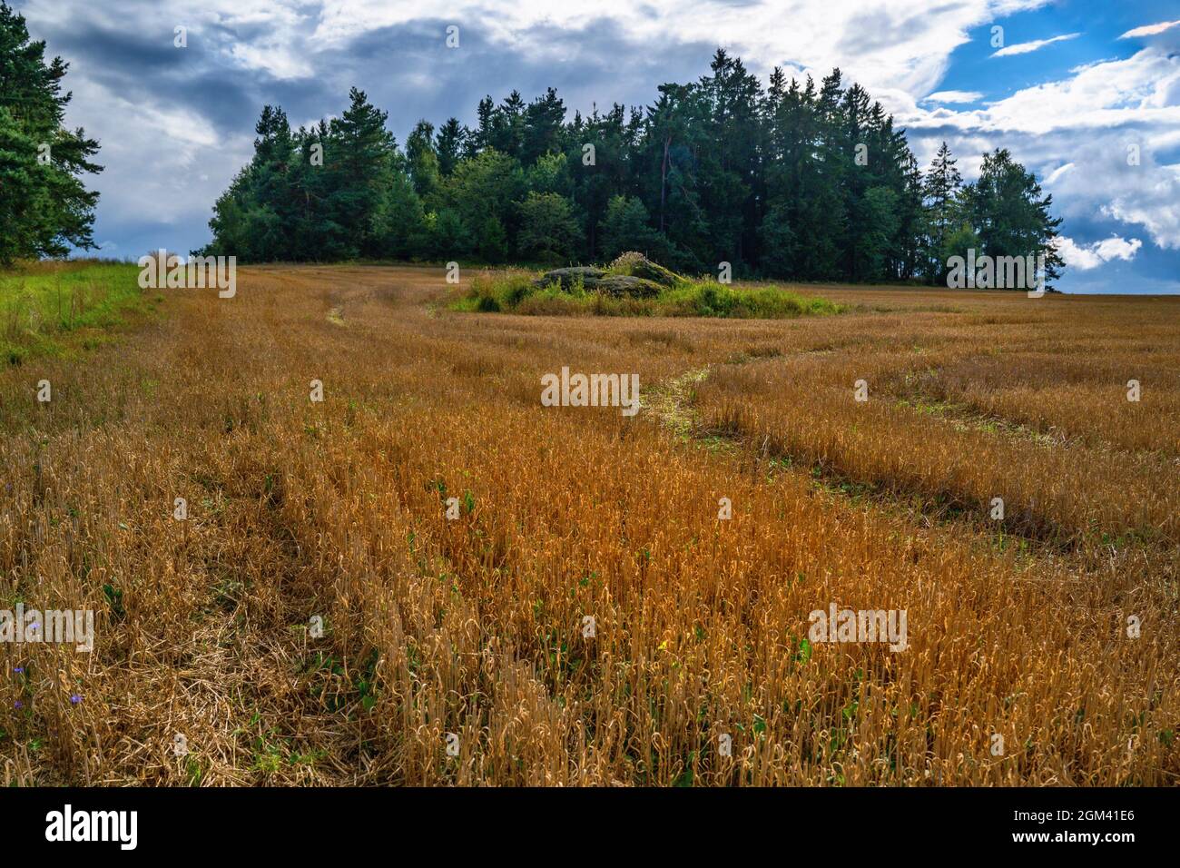 Geerntetes Feld mit Reihe, Steinen und Baum am Horizont, Sommerlandschaft in Südböhmen, Tschechische republik. Typische Landschaft in der Region genannt 'Czech C Stockfoto