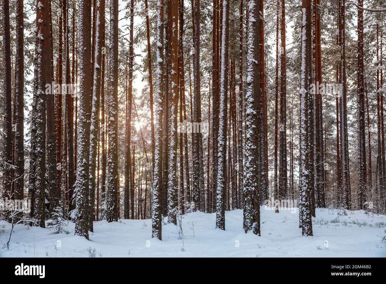 Verschneite Baumstämme von Pinien im Winterwald vor dem Hintergrund der untergehenden Sonne. Winterlandschaft. Stockfoto