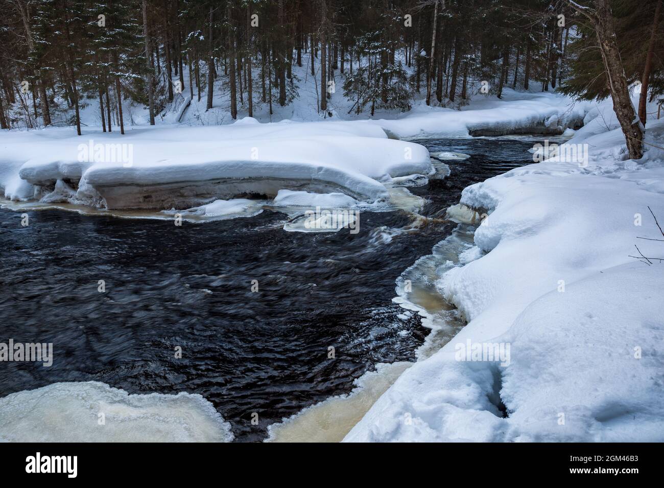Stürmischer, nicht-eisiger Fluss in einem winterverschneiten Wald. Winterlandschaft, Karelien Stockfoto