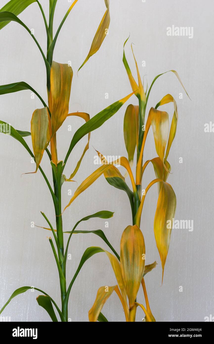 Gelbe Bltter der Dracaena sanderiana Pflanze auf weiem Hintergrund  Stockfotografie - Alamy