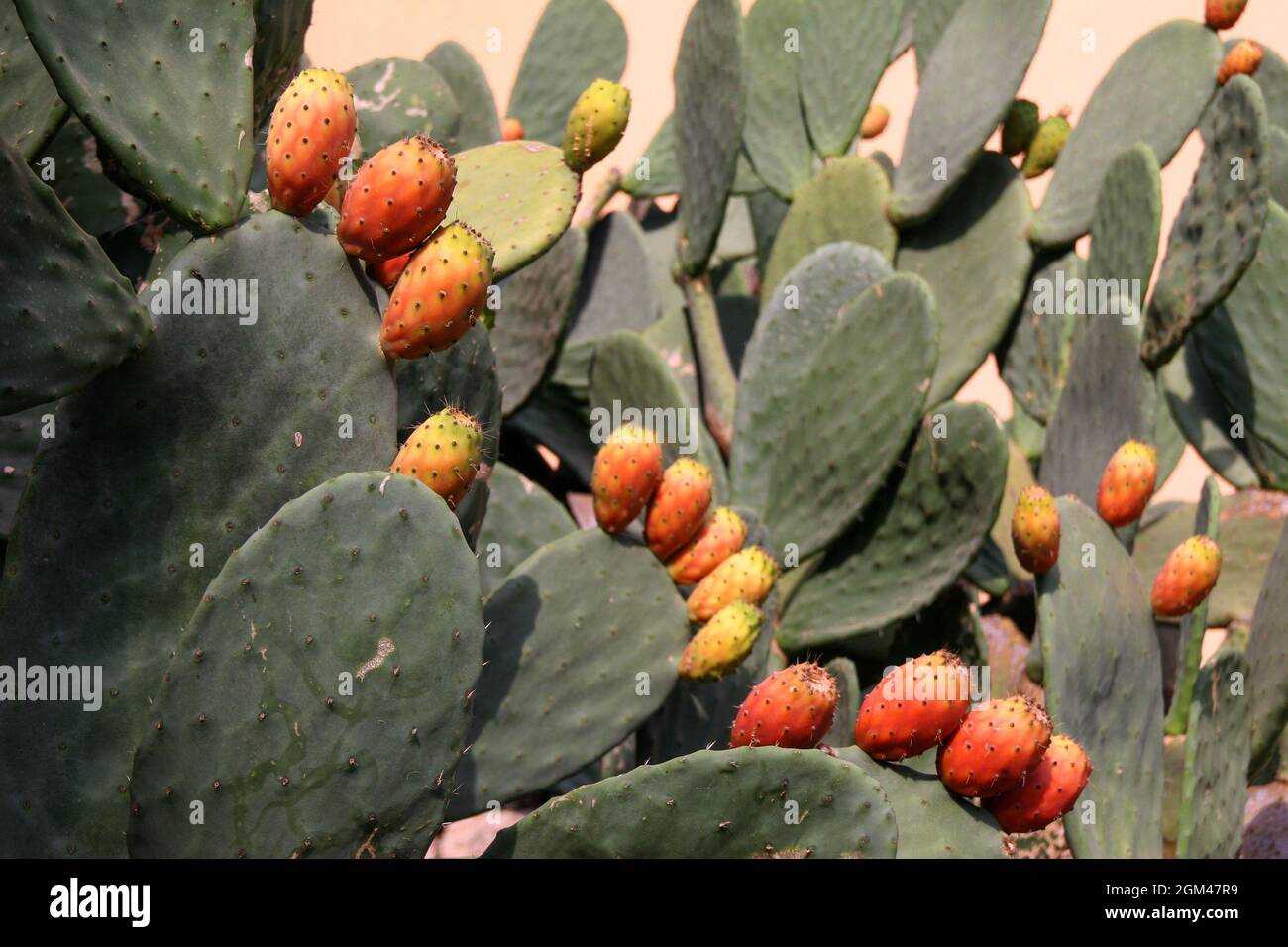 Kaktusfrucht Opuntia essbare Kaktusfrucht, die an einem sonnigen Tag in der  Wste wchst Stockfotografie - Alamy