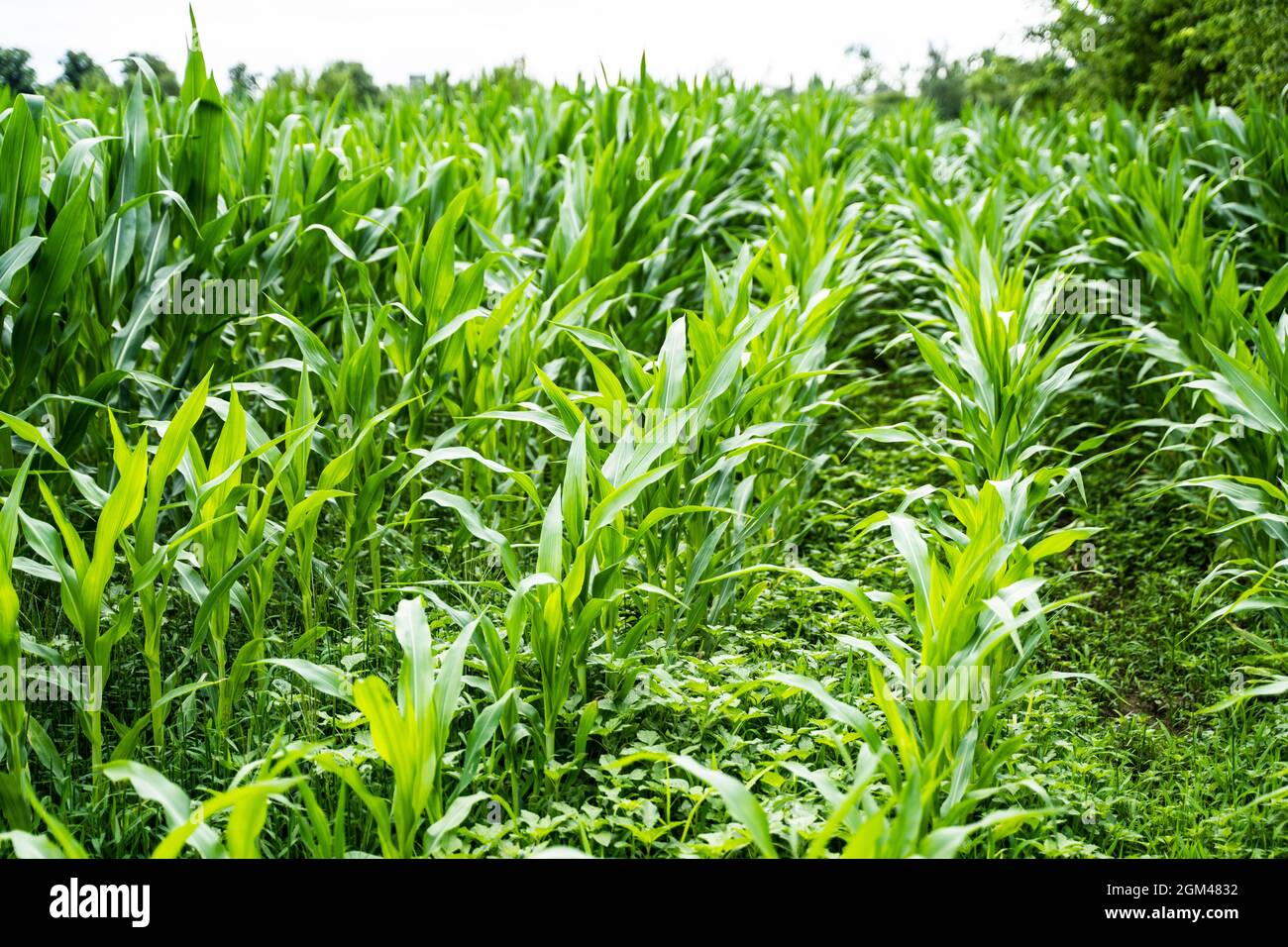 Ländliche Maisfarm Feld Im Freien Im Sommer Stockfoto