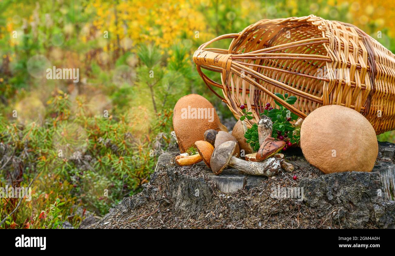 Korb mit einer bestreuten Ernte von Pilzen und Beeren, im Wald auf einem Stumpf. Stockfoto