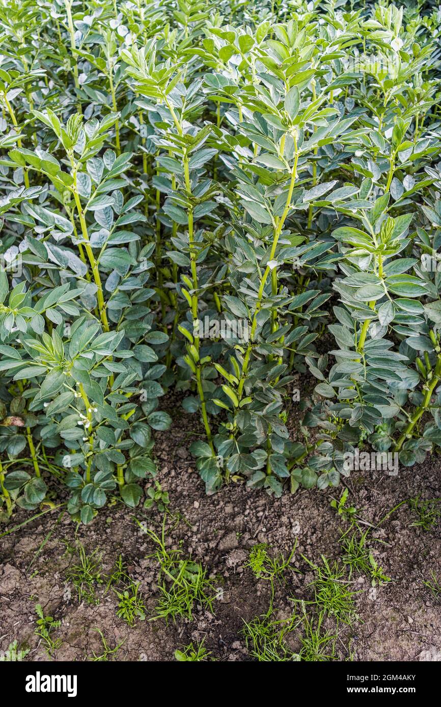 Fava-Bohnen auch als Saubohnen bekannt, Vicia faba wächst in Großbritannien. Stockfoto