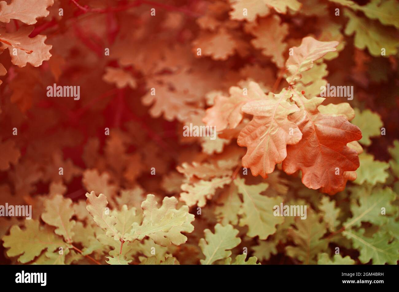 Grüne Eichenblätter aus der Nähe mit rosa Licht. Rotes Herbstblatt mit Kopierraum. Hochwertige Fotos Stockfoto