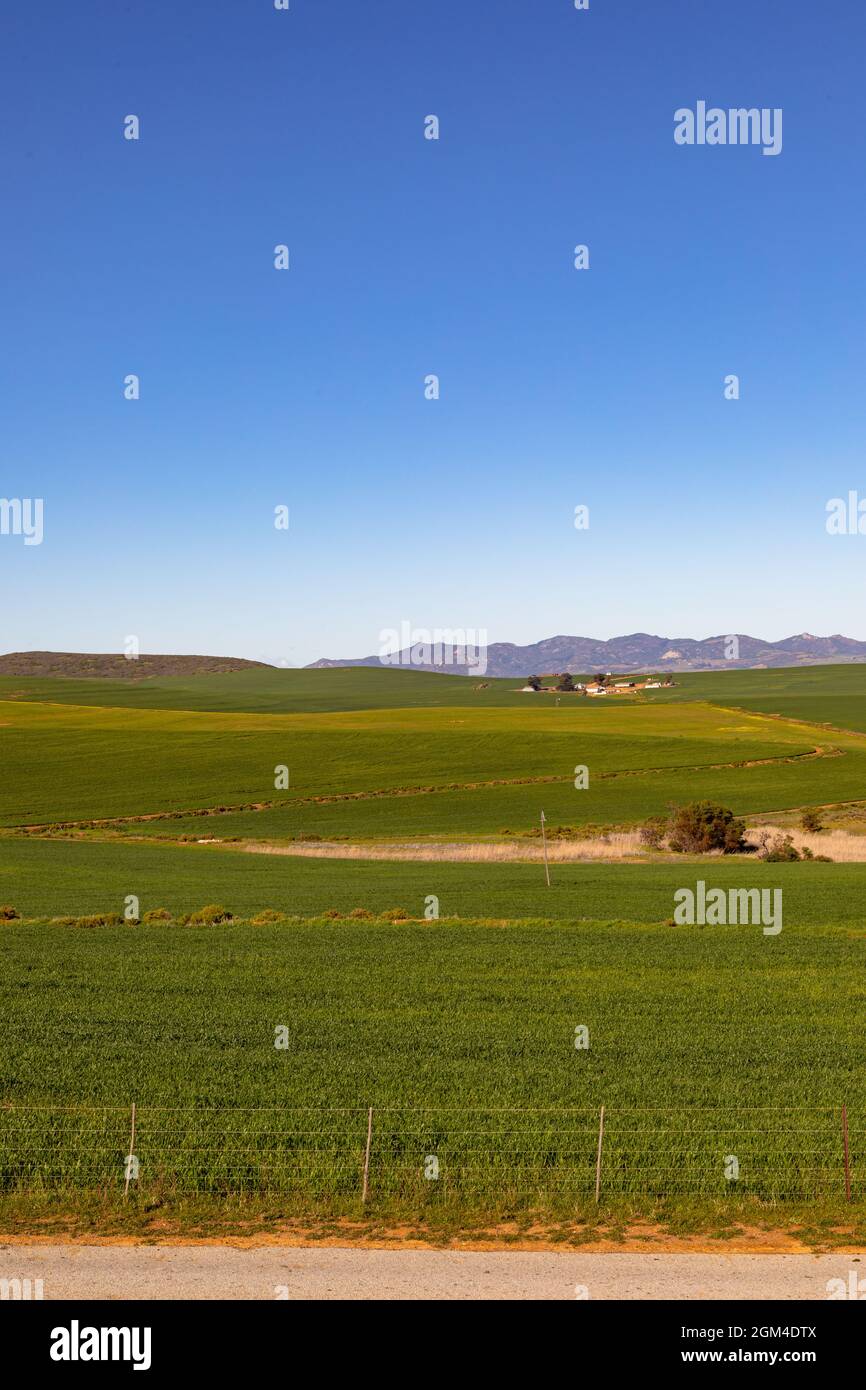 Nahaufnahme der gelben Blume in der Landschaft mit wolkenlosem Himmel Stockfoto