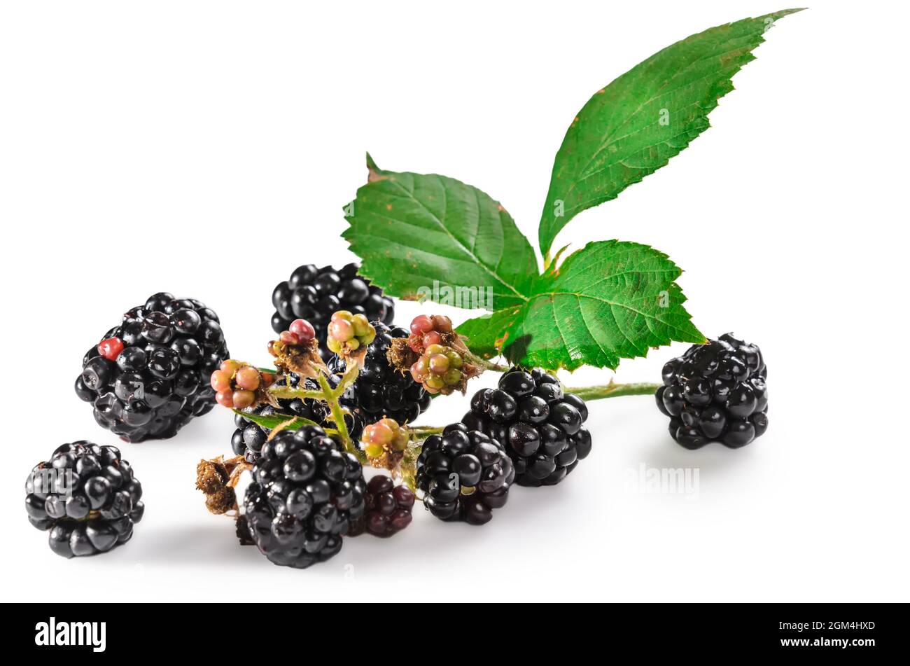 Reife Brombeeren mit Blättern auf weißem Hintergrund mit weichem Schatten Stockfoto
