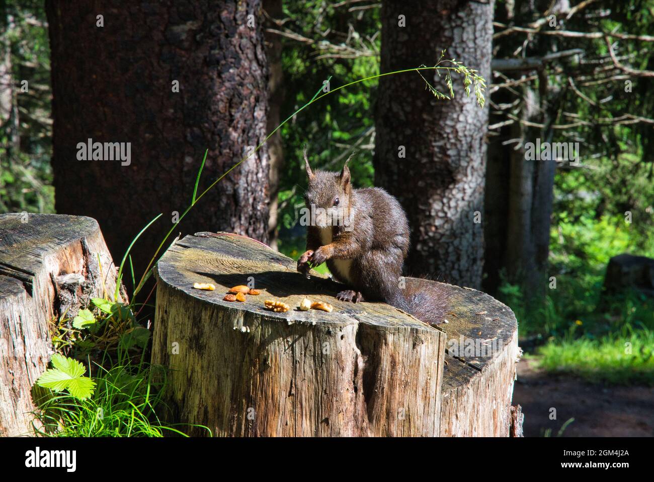 Eichhörnchen sitzt auf Baumstamm im Wald und isst eine Nuss, große Tierbild Stockfoto