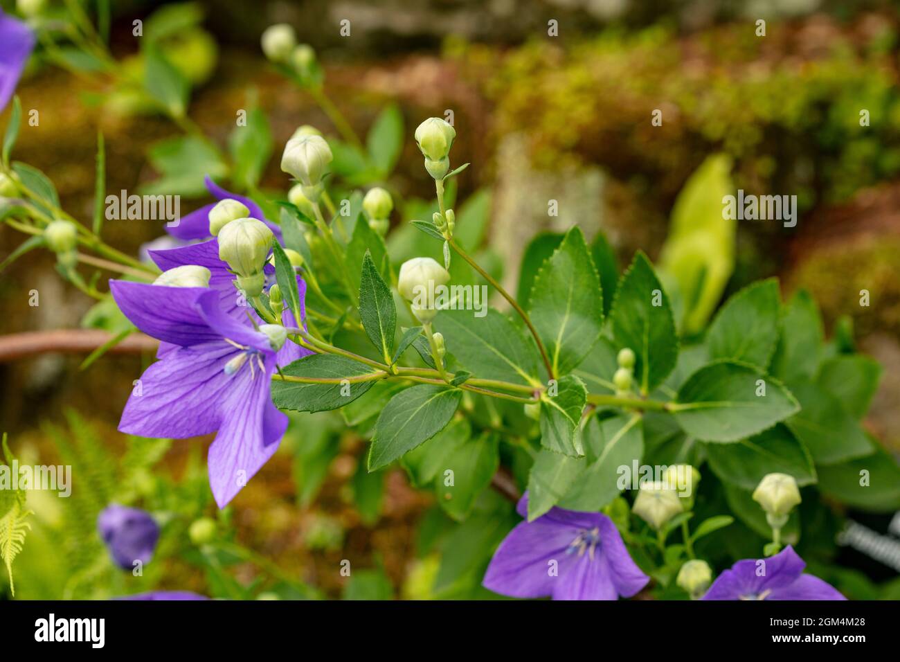 Herausragender Platycodon grandiflorus ‘Zwerg’, Ballonblume, chinesische Glockenblume. Stockfoto